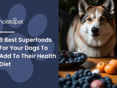 9 Best Superfoods For Your Dogs To Add To Their Health Diet