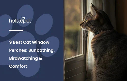 A grey cat looking outside a window.