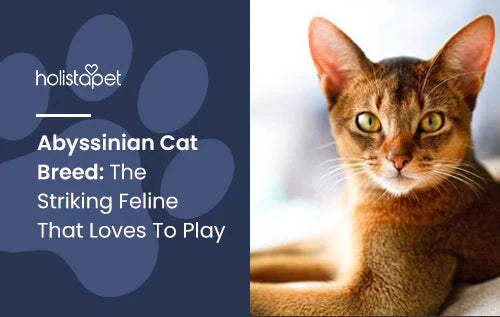 Abyssinian Cat Breed Information