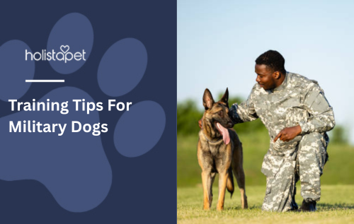 Training Tips For Military Dogs
