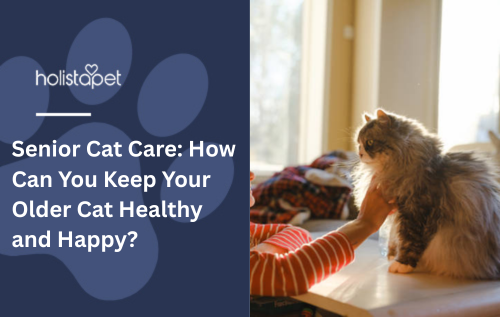 Senior Cat Care: How Can You Keep Your Older Cat Healthy and Happy?