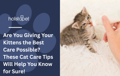 Are You Giving Your Kittens the Best Care Possible? These Cat Care Tips Will Help You Know for Sure!