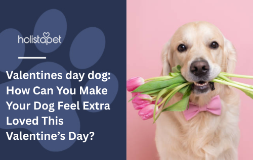 Valentines day dog: How Can You Make Your Dog Feel Extra Loved This Valentine’s Day?
