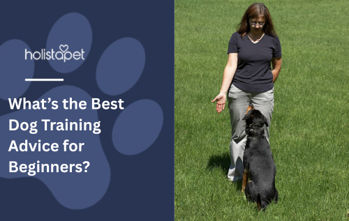 What’s the Best Dog Training Advice for Beginners?