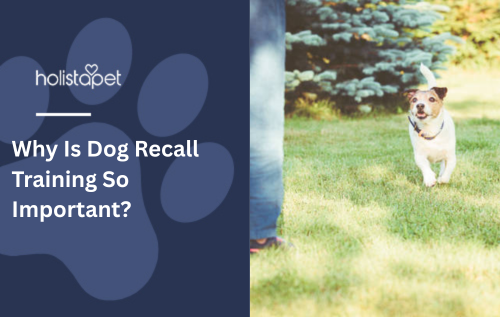 Why Is Dog Recall Training So Important?