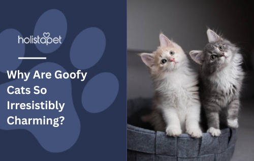 Why Are Goofy Cats So Irresistibly Charming?