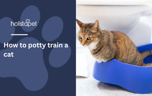 How to potty train a cat