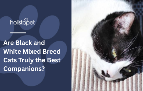 Are Black and White Mixed Breed Cats Truly the Best Companions?