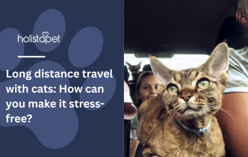 Long distance travel with cats: How can you make it stress-free?