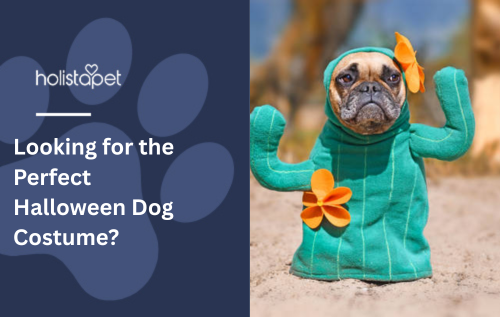 Looking for the Perfect Halloween Dog Costume?