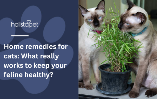 Home remedies for cats: What really works to keep your feline healthy?