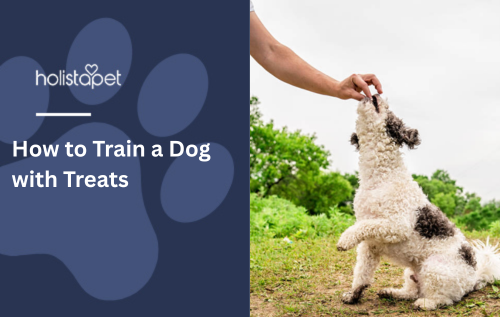 How to Train a Dog with Treats