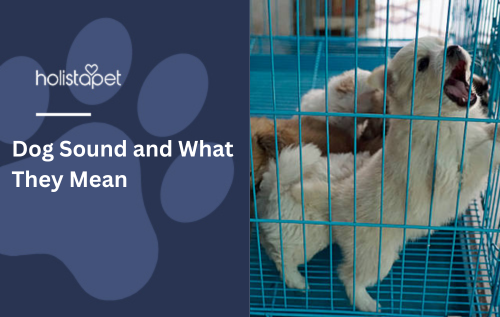 Dog Sound and What They Mean