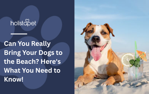 A dog laying down at the beach with a drink next to it.