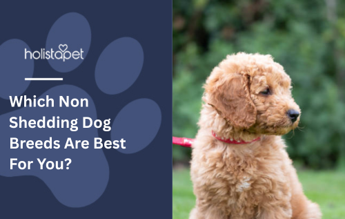Which Non Shedding Dog Breeds Are Best For You?