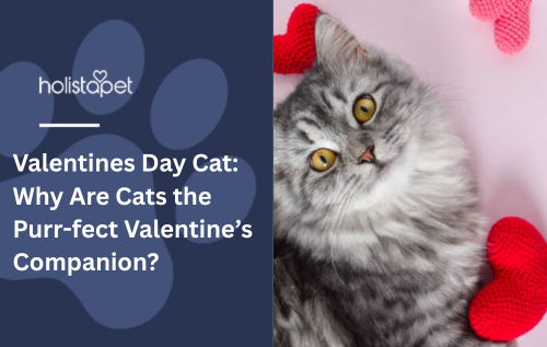 Valentines Day Cat: Why Are Cats the Purr-fect Valentine’s Companion?
