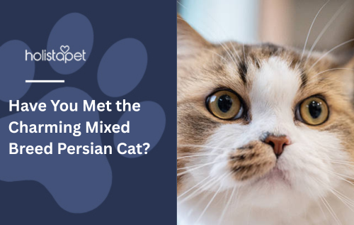 Have You Met the Charming Mixed Breed Persian Cat?