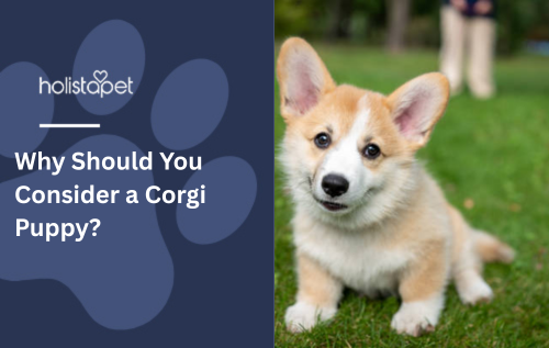 Why Should You Consider a Corgi Puppy?