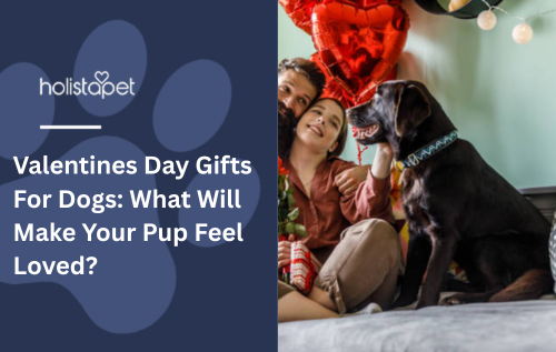 Valentines Day Gifts For Dogs: What Will Make Your Pup Feel Loved?