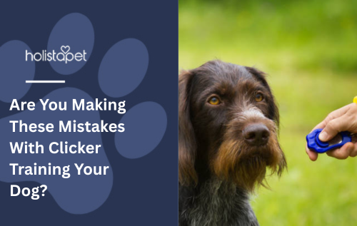 Are You Making These Mistakes With Clicker Training Your Dog?