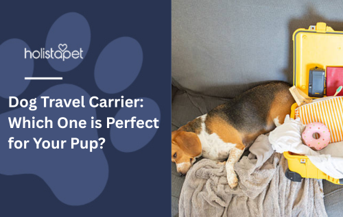 Dog Travel Essentials: Are You Ready for Your Pup’s Next Adventure?