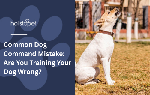 Common Dog Command Mistake: Are You Training Your Dog Wrong?