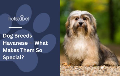 Dog Breeds Havanese — What Makes Them So Special?