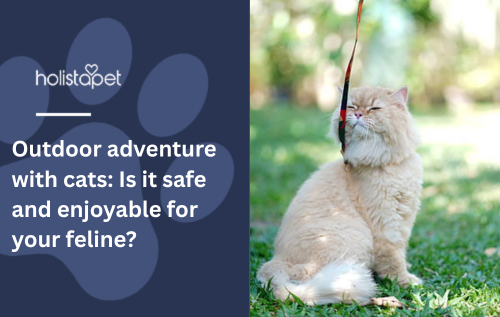 Outdoor adventure with cats: Is it safe and enjoyable for your feline?