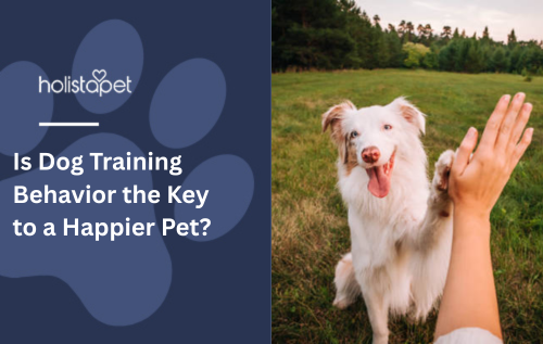 Is Dog Training Behavior the Key to a Happier Pet?