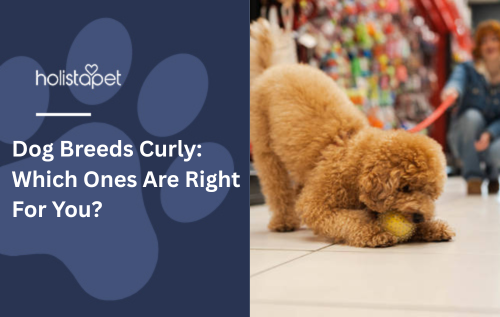Dog Breeds Curly: Which Ones Are Right For You?