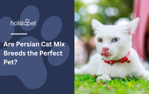 Are Persian Cat Mix Breeds the Perfect Pet?