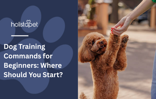 Dog Training Commands for Beginners: Where Should You Start?