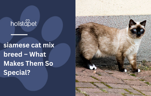 siamese cat mix breed – What Makes Them So Special?
