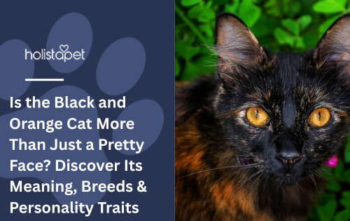 Is the Black and Orange Cat More Than Just a Pretty Face? Discover Its Meaning, Breeds &amp; Personality Traits