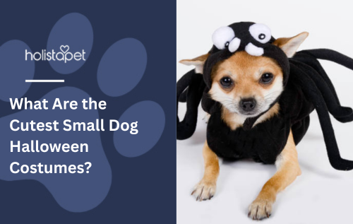 What Are the Cutest Small Dog Halloween Costumes?