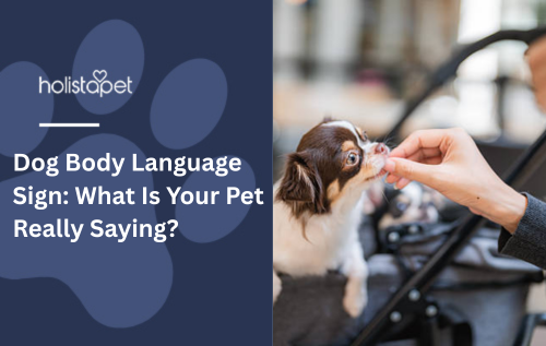 Dog Body Language Sign: What Is Your Pet Really Saying?