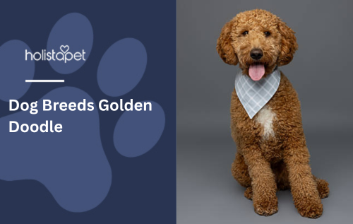 Dog Breeds Golden Doodle