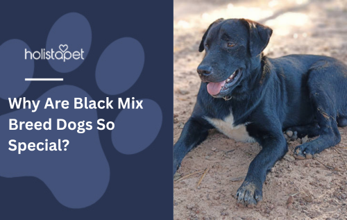 Why Are Black Mix Breed Dogs So Special?