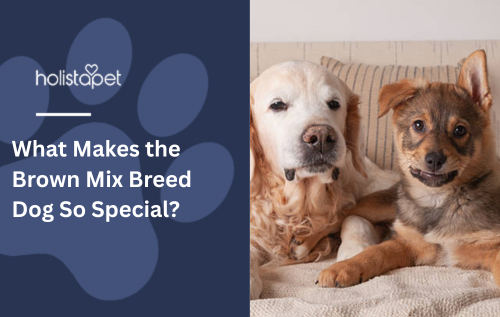 What Makes the Brown Mix Breed Dog So Special?