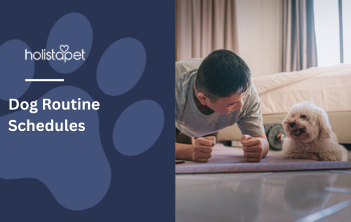 Dog Routine Schedules