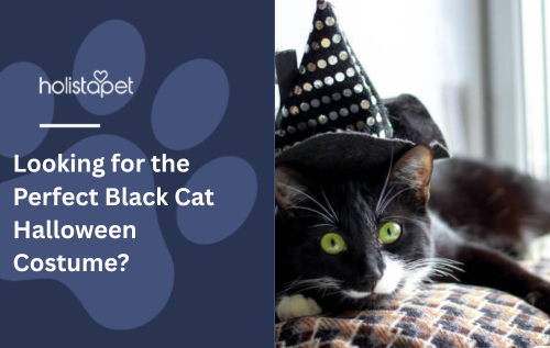 Looking for the Perfect Black Cat Halloween Costume?