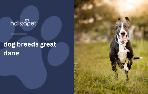 dog breeds great dane