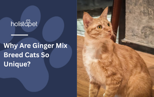 Why Are Ginger Mix Breed Cats So Unique?