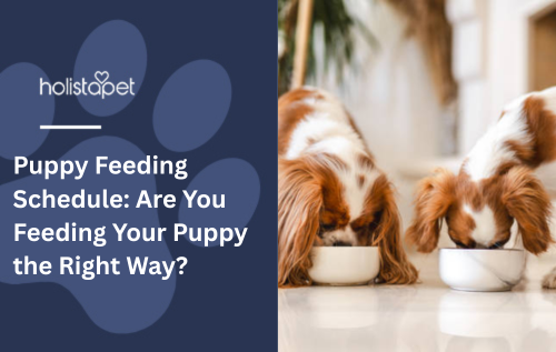 Puppy Feeding Schedule: Are You Feeding Your Puppy the Right Way?
