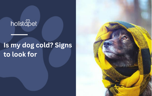 Is my dog cold? Signs to look for