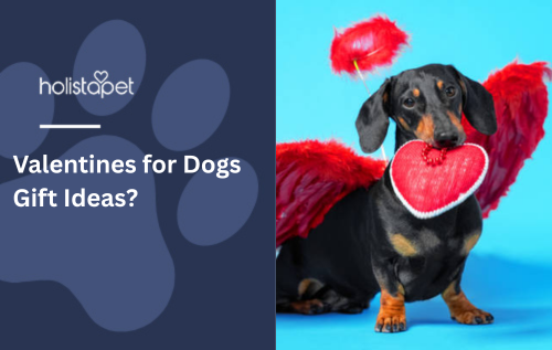 Valentines for Dogs Gift Ideas?