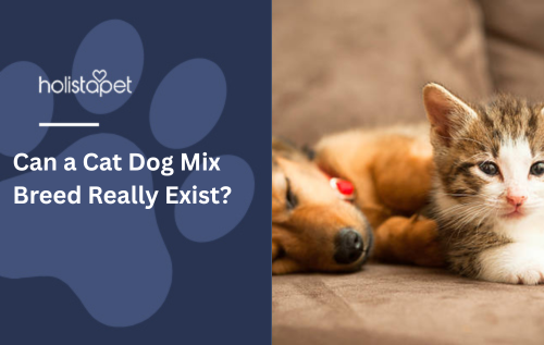 Can a Cat Dog Mix Breed Really Exist?
