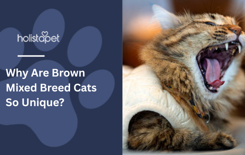 Why Are Brown Mixed Breed Cats So Unique?