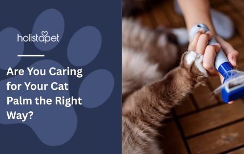 Are You Caring for Your Cat Palm the Right Way?
