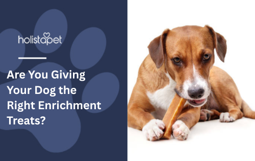 Are You Giving Your Dog the Right Enrichment Treats?